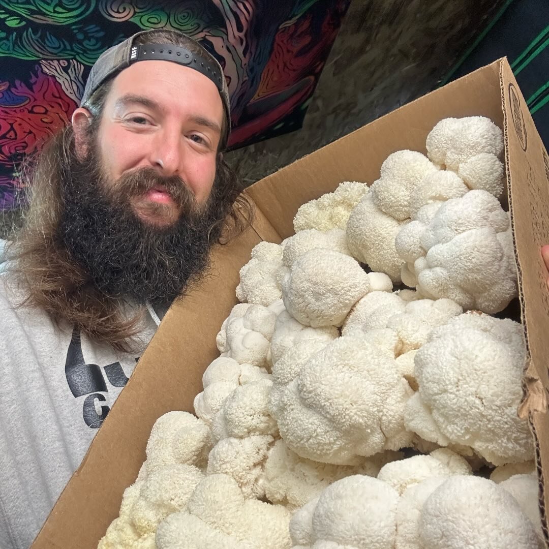 How to inoculate grain bags and all in one bags with liquid culture ...