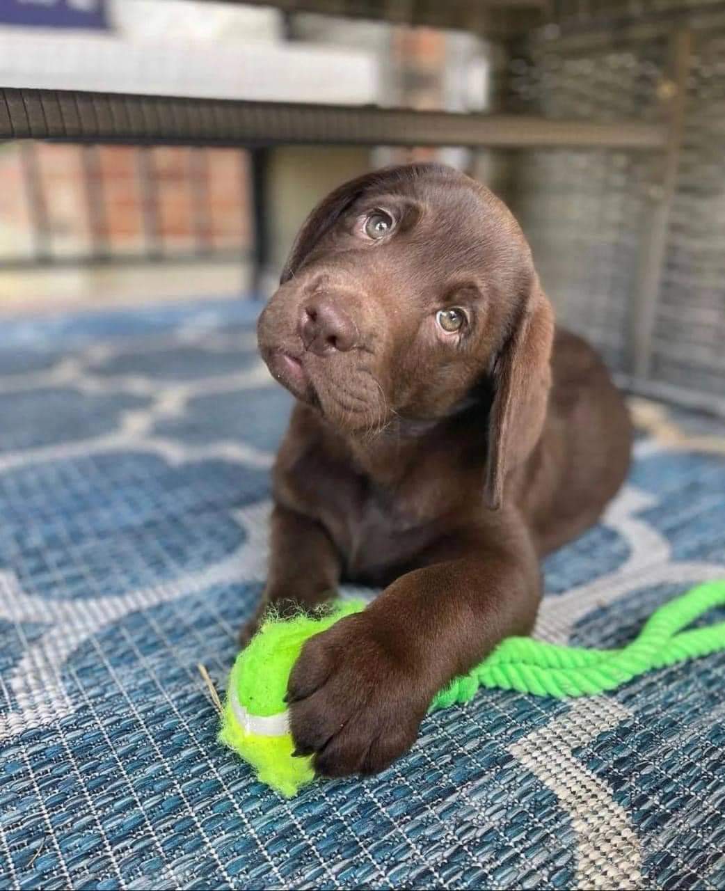 Labrador Puppies For Adoption Near Me | Facebook