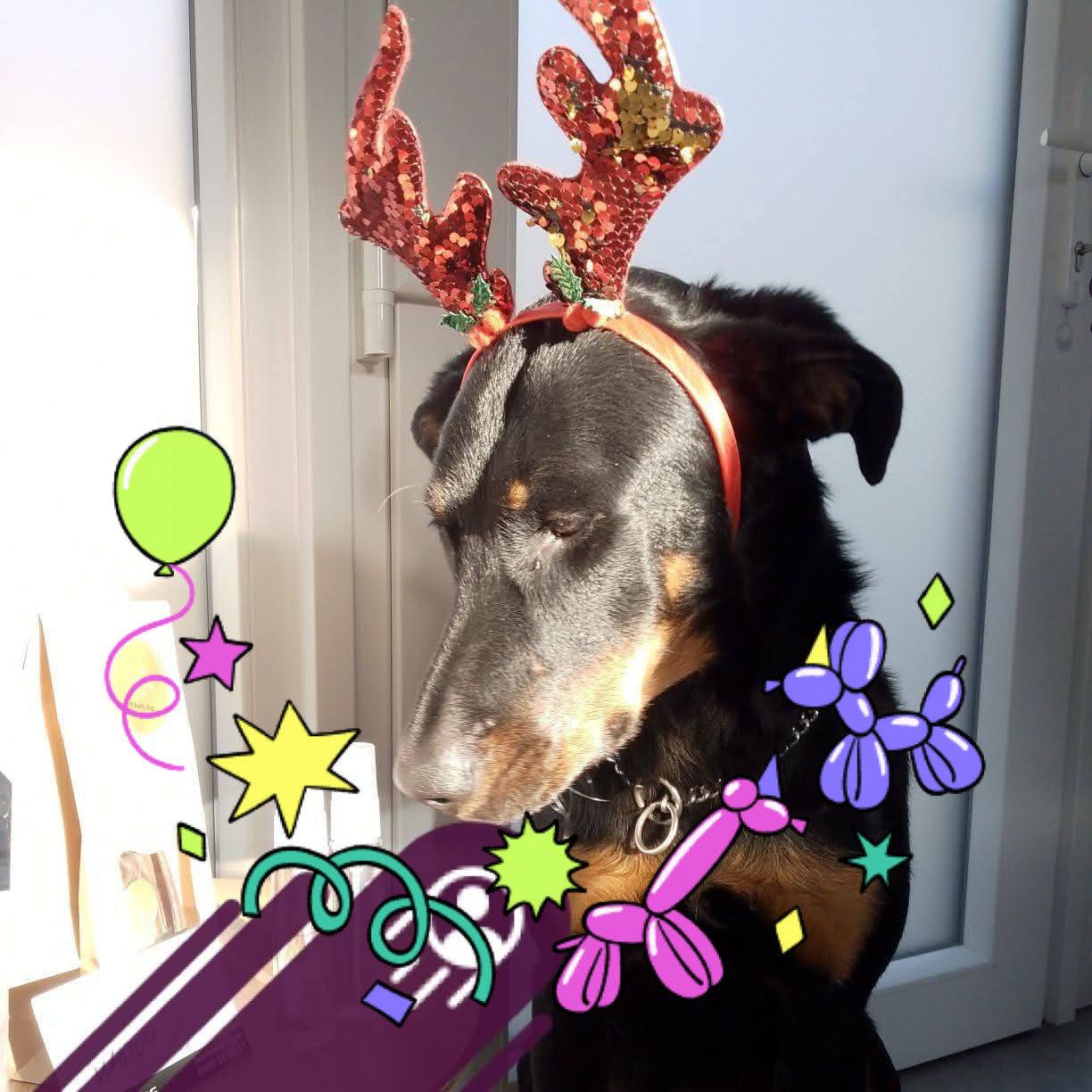 Whodydog Whodydog