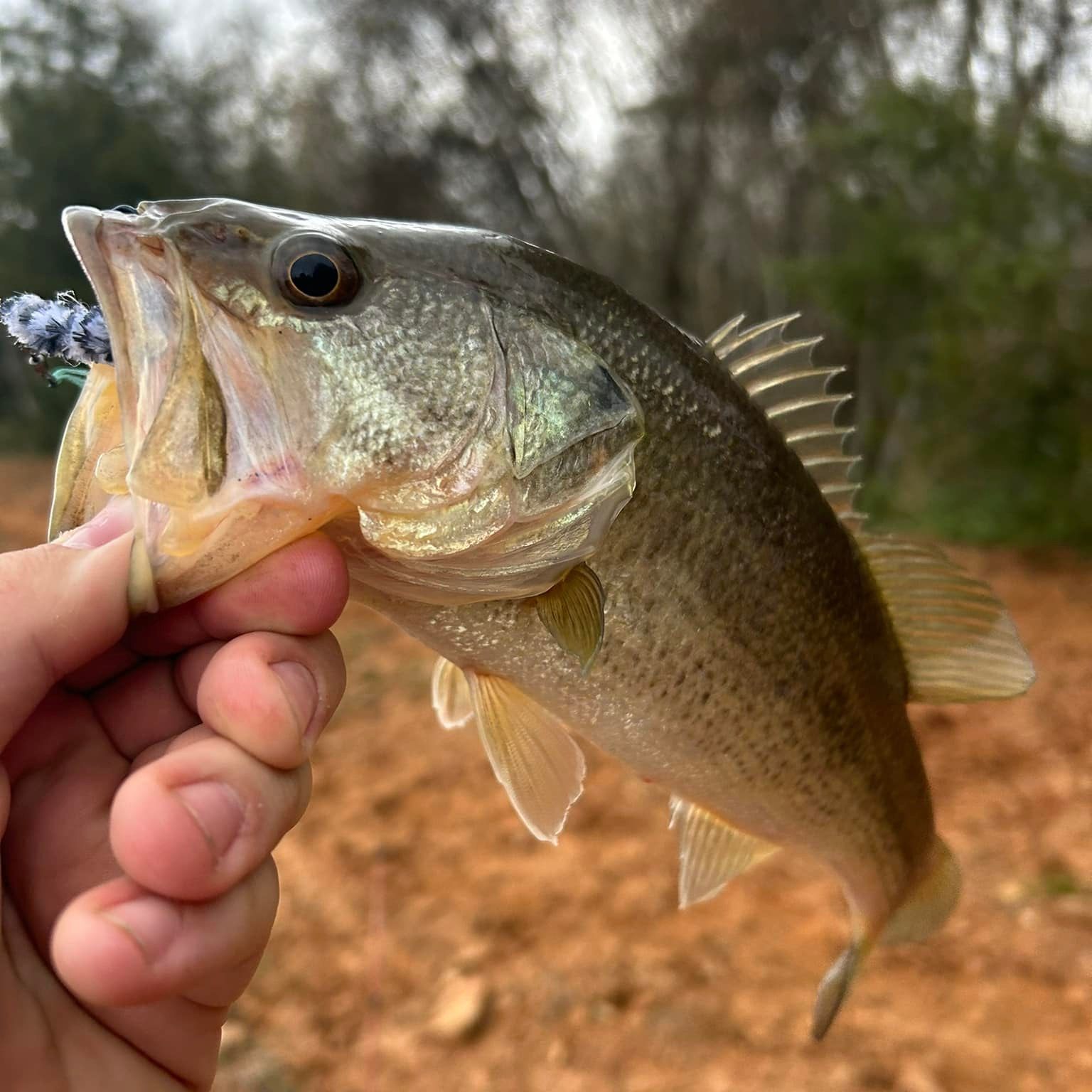 Dotson’s fishing lures | Pelsor AR