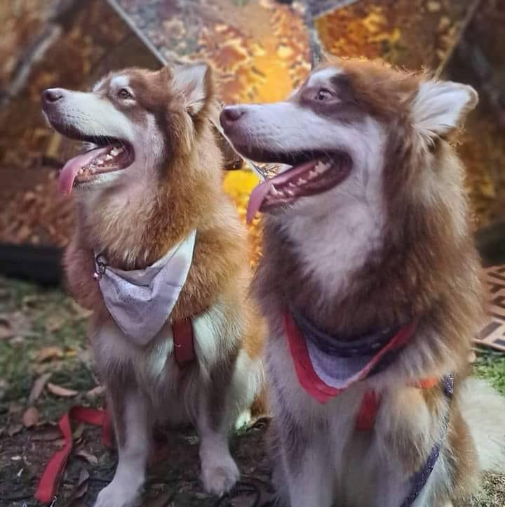 Big Dog Cafe Samui