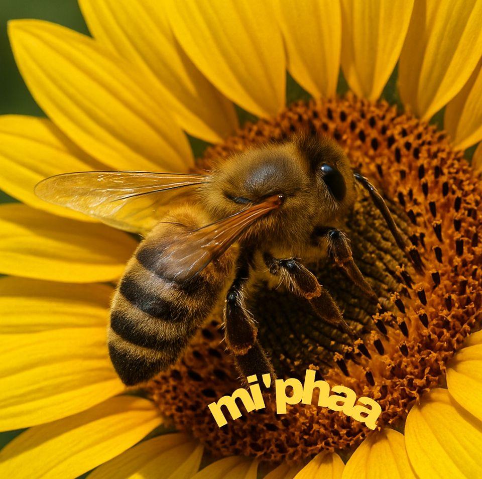 Abejas Mi'phaa | Tlacoapa