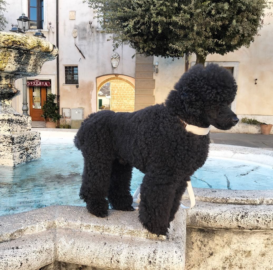Elementa - 🏆 Ecco i giudici del Viterbo & Roma Winner. Un parterre ...