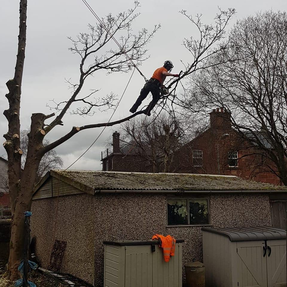 RP Trees | Glasgow