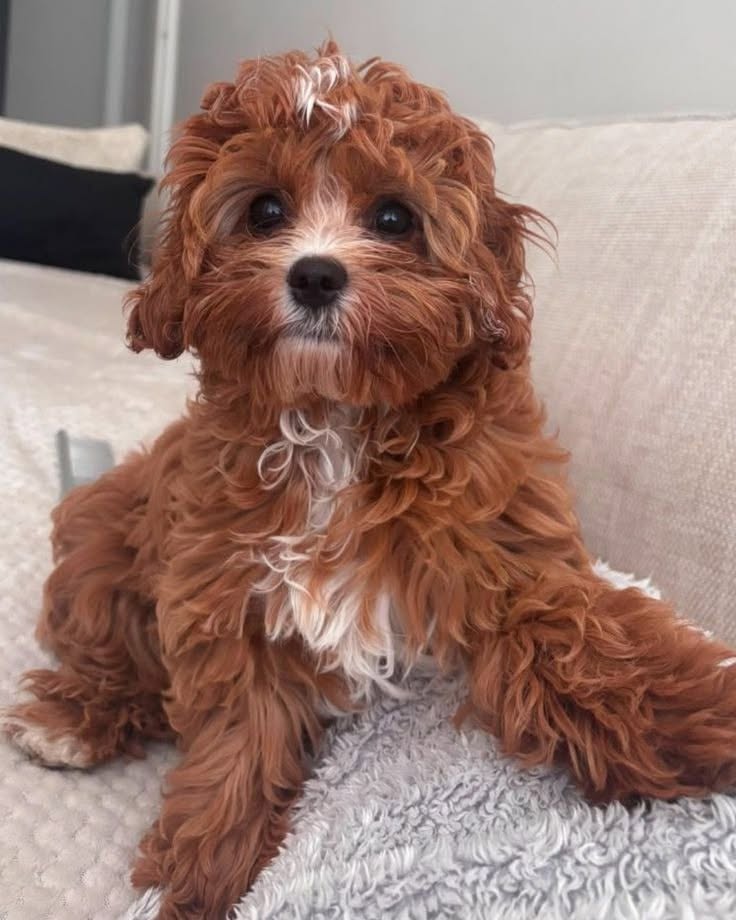 Life with Cockapoo | Facebook