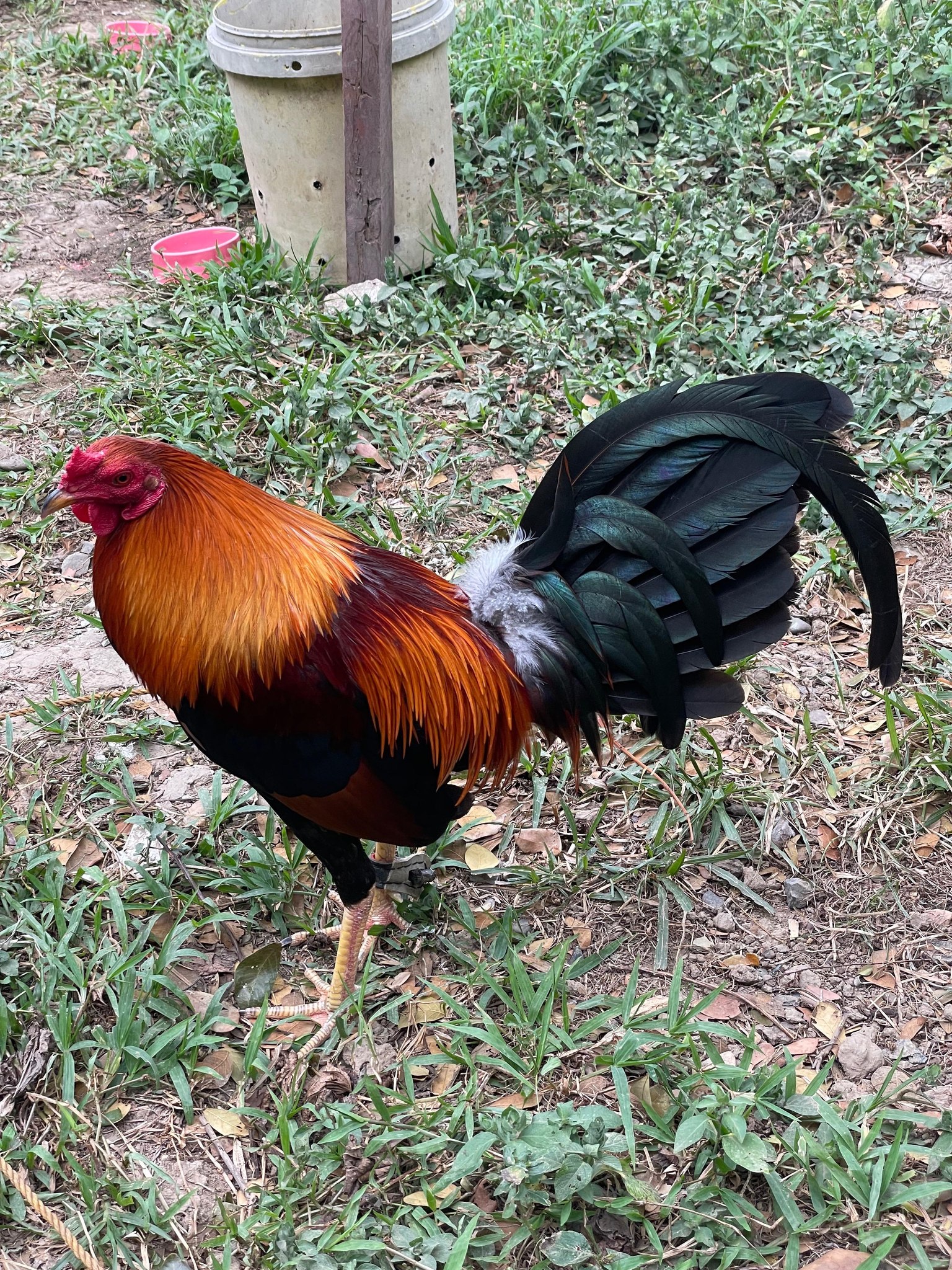 The Second time my Spangle Rooster saw the Dummy Rooster 🐓 # ...