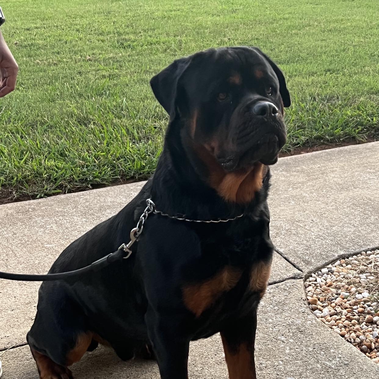 TNT Hunts Rottweilers