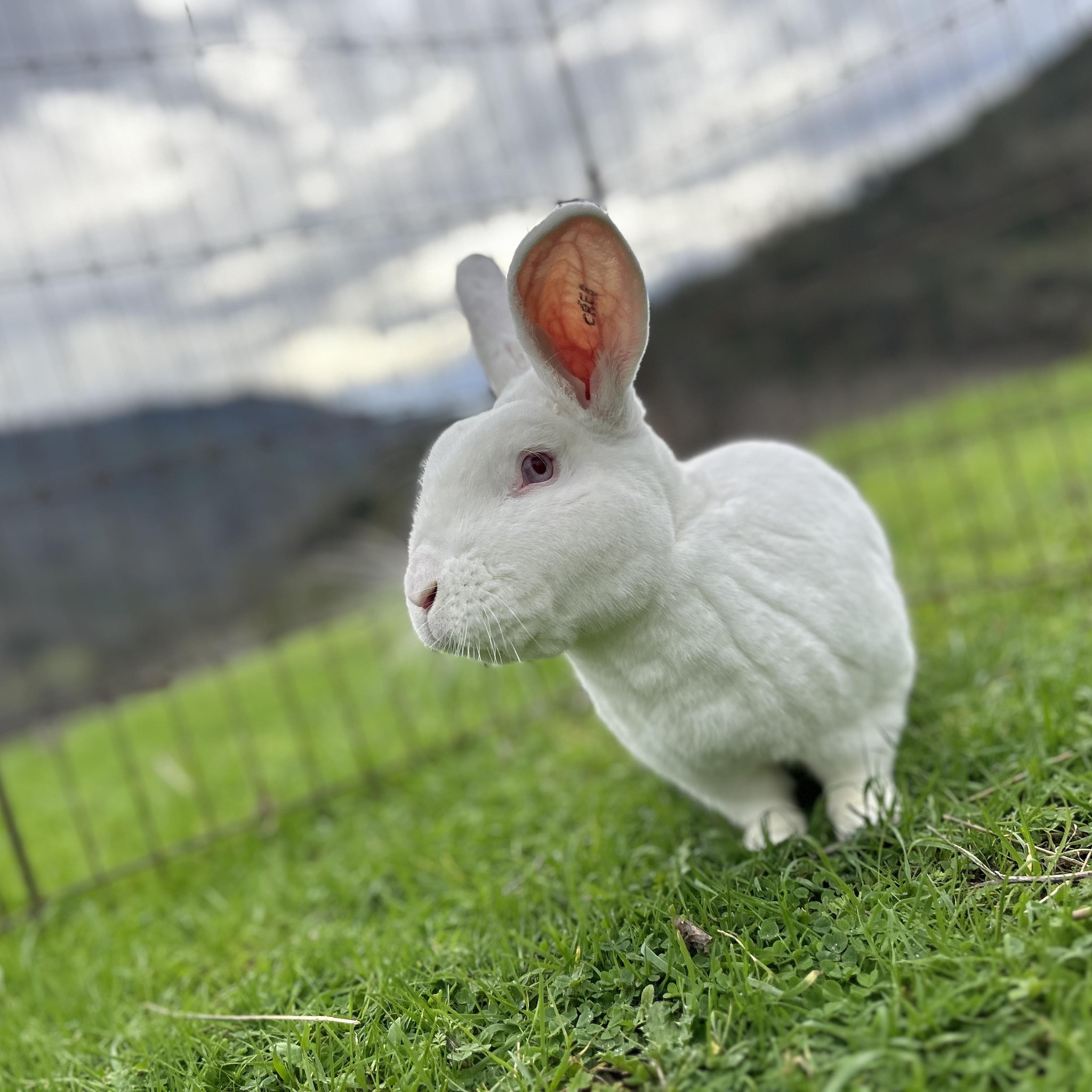 Texas Rabbit Show Flyers | Facebook