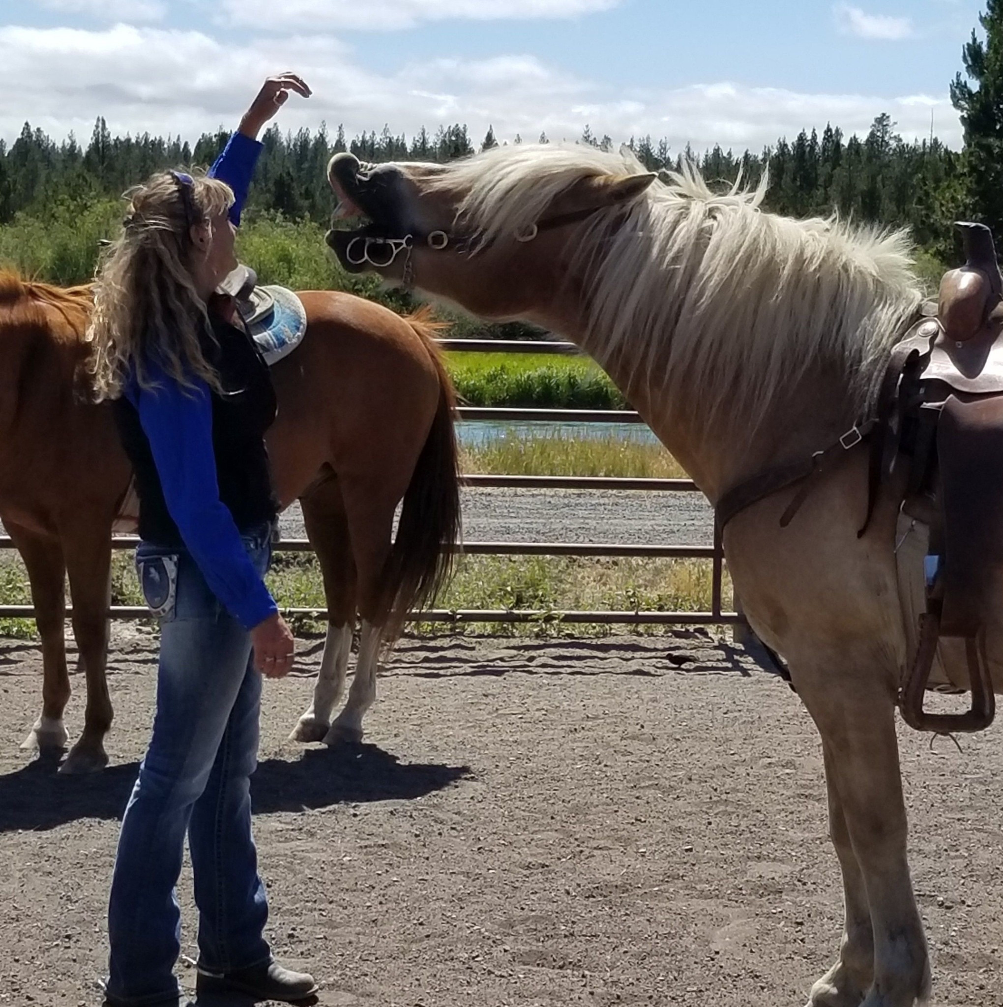 Horse questions, problems, answers, help | How old would you guess ...