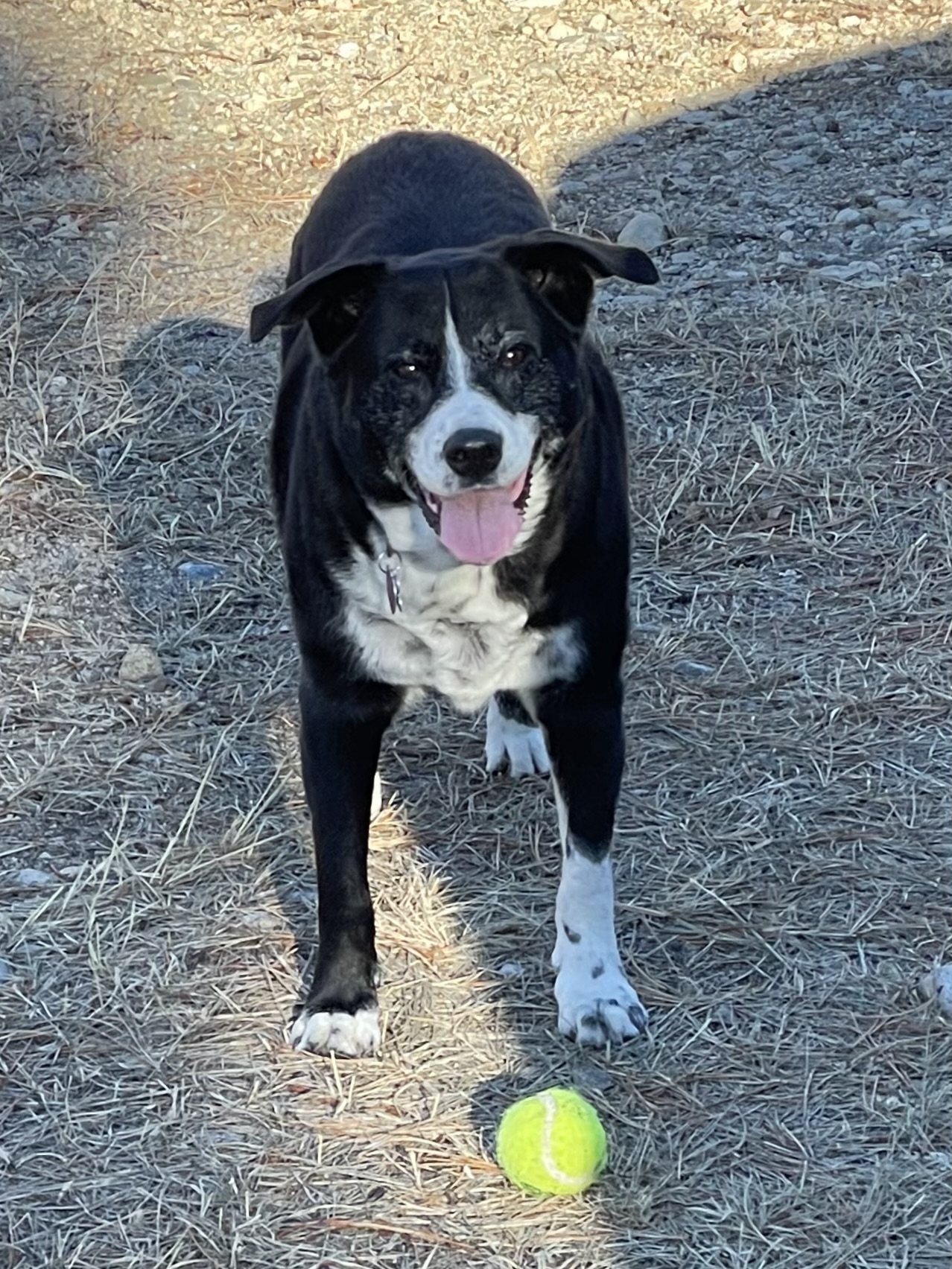 Only took 24hrs for foster bro Bernie to get miss Berry playing ...