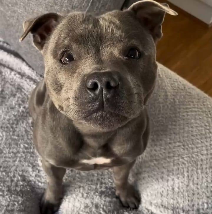Love my dog 😍 A woman me 😂 #pitbull #diy #reels #foryoupage #viralreels ...