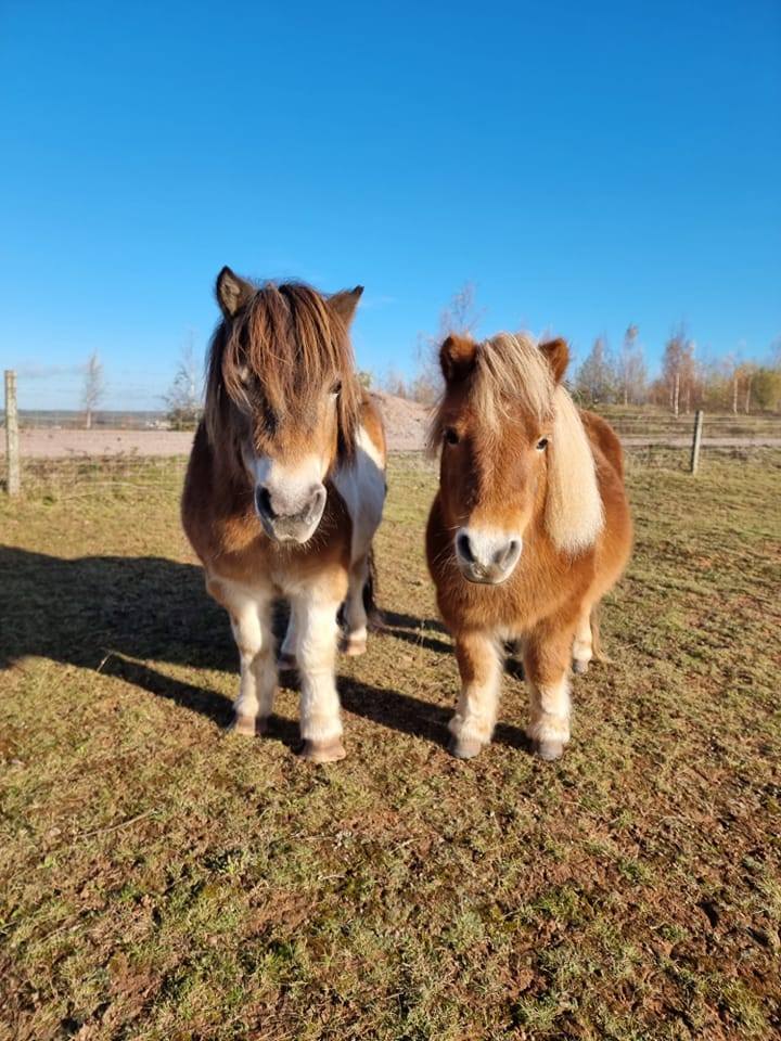 Axel's Acres Pony Rescue