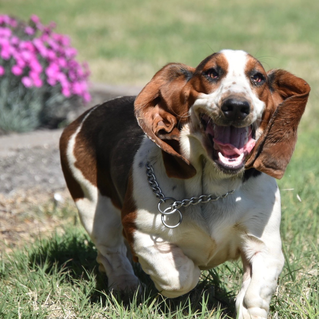 Lazy H Basset Hounds