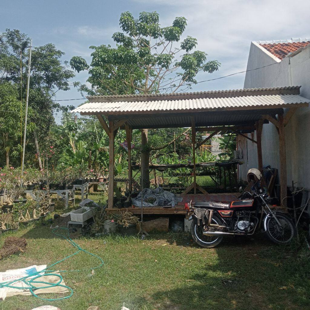 Hanya pohon obesum....siap sambung #sorotan #semuaorang | Erma Adenium