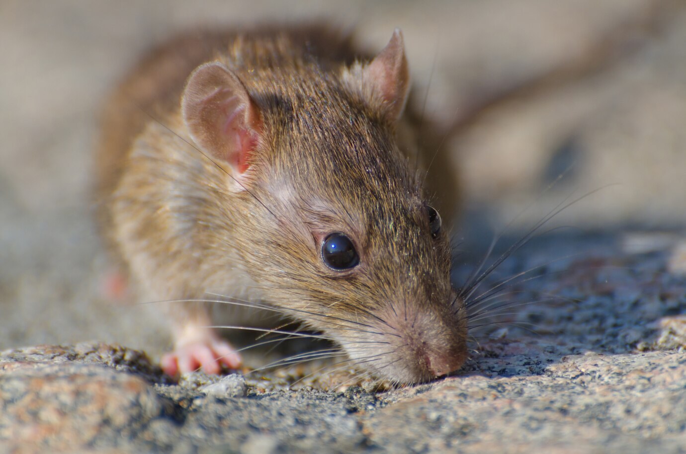 No Rats And Mice | Auckland