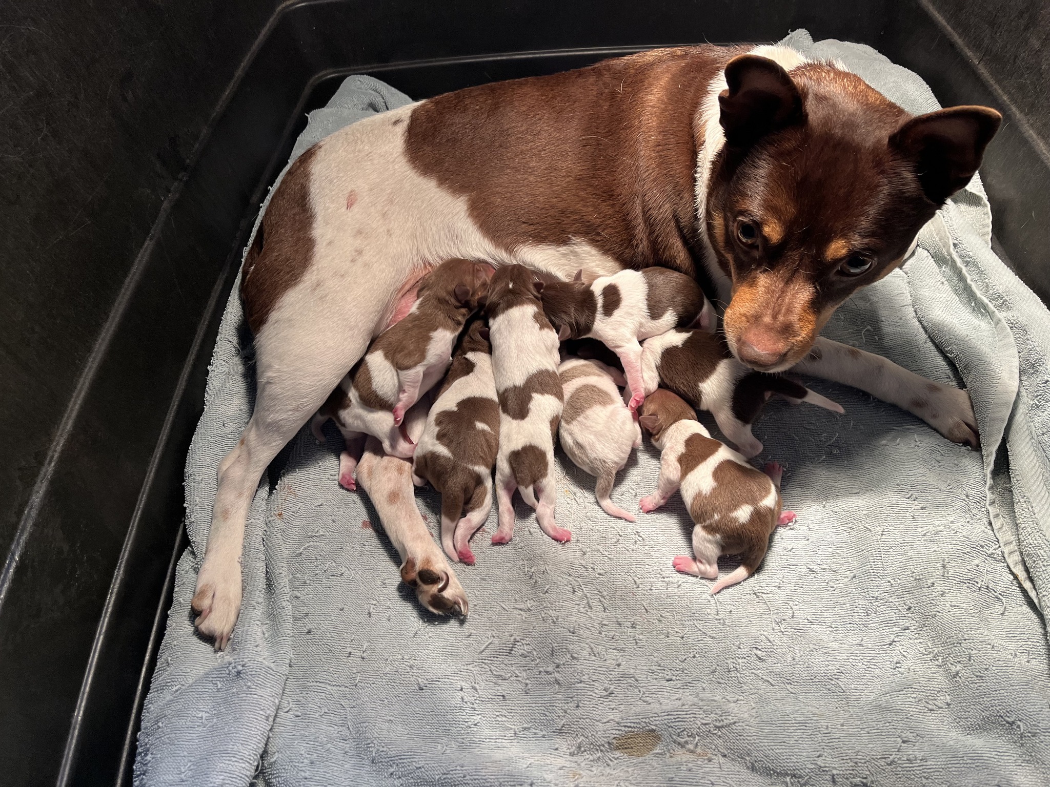 Mueller Farms Rat Terriers | Waconia MN