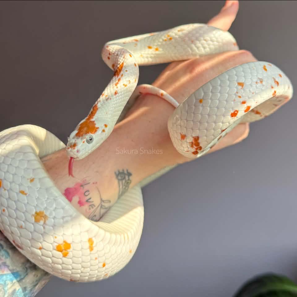 Sakura Snakes