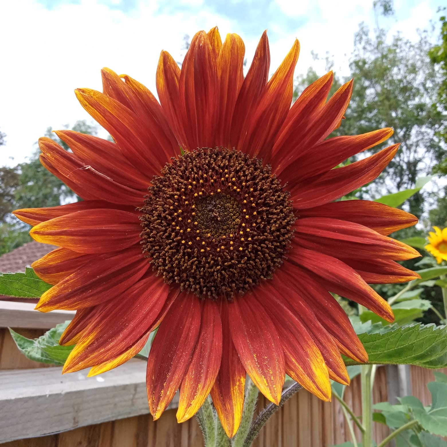 Hethersett Gardening Club | Hethersett