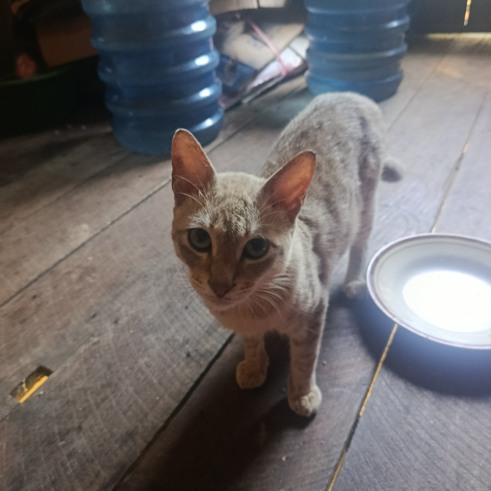 😂🐱 Duh, arena sudah dibuka! Dua kucing random lagi kelahi, masing ...