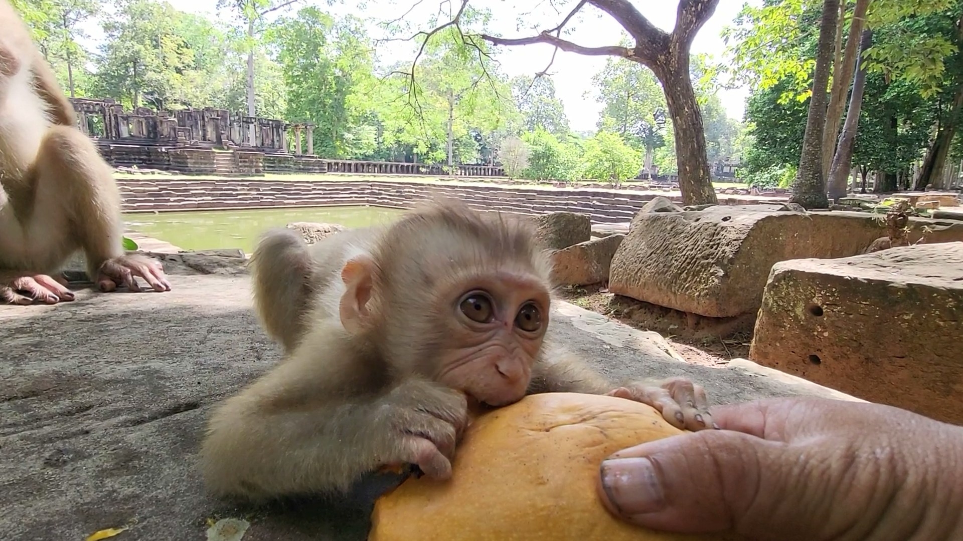 Monkey Helping