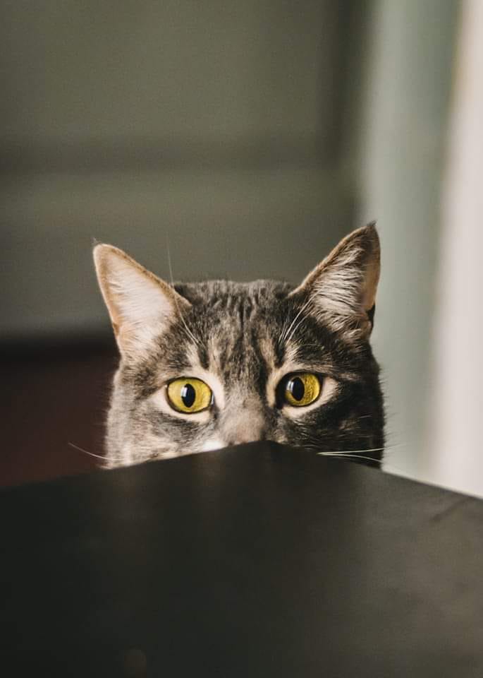 Fremantle, WA / Lost & Found Cats, Dogs & Pets - Paw Guide Network ...