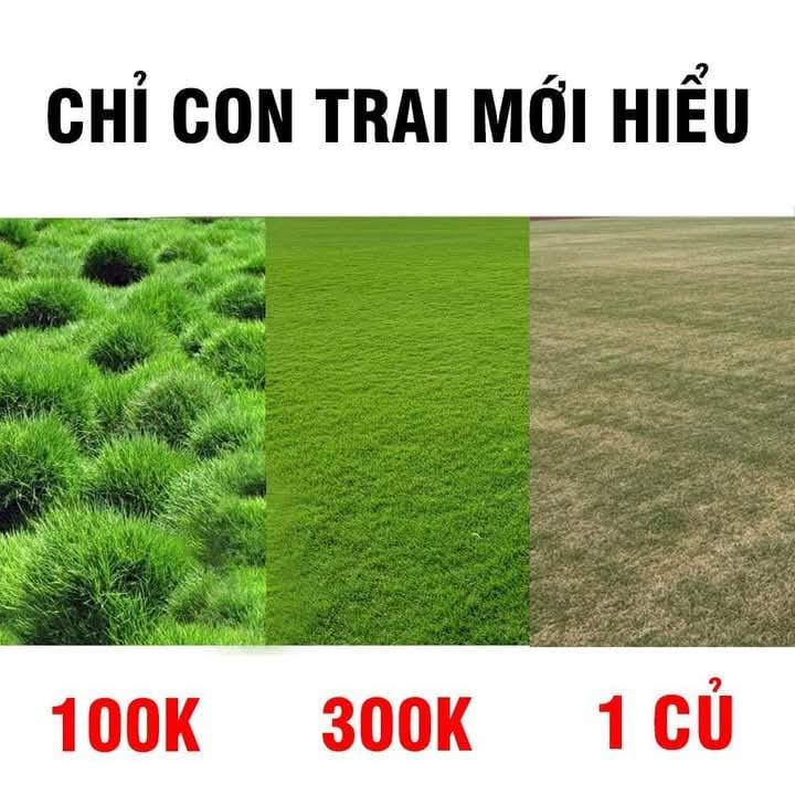 Cá Rô Cây