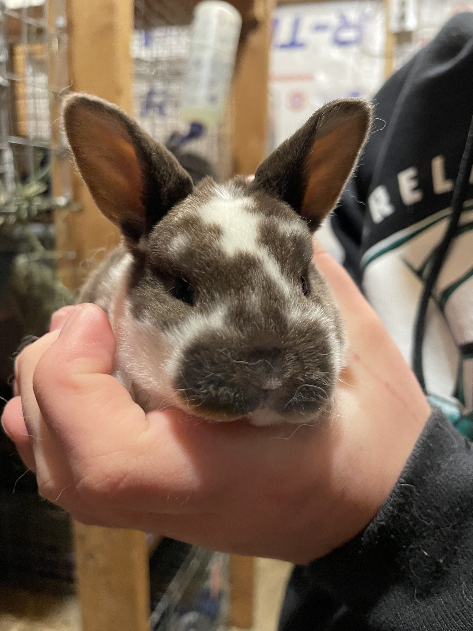 Bunny Burrows Rabbitry | Bothell WA