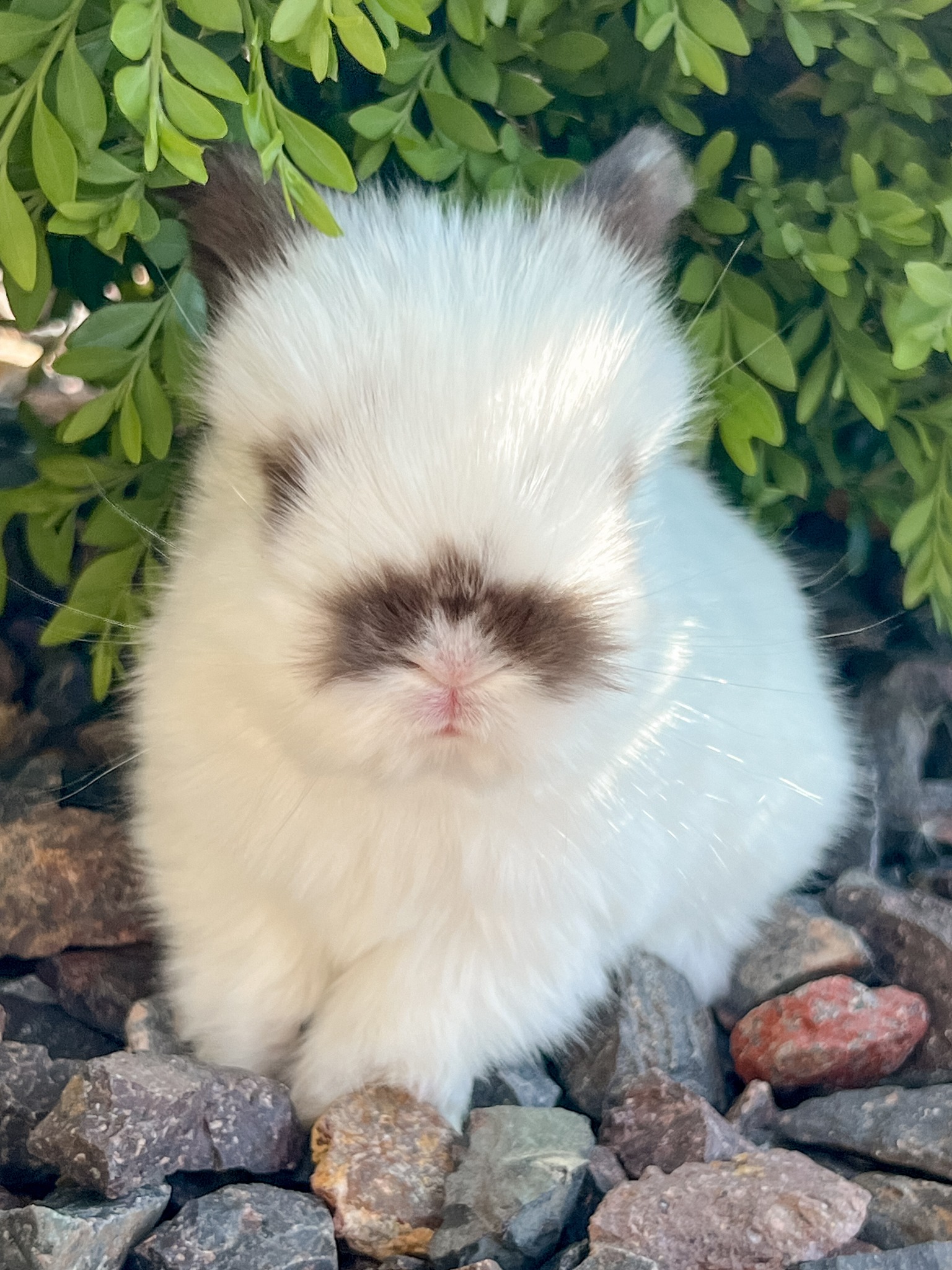 Velvet Paws Rabbitry | Effingham IL