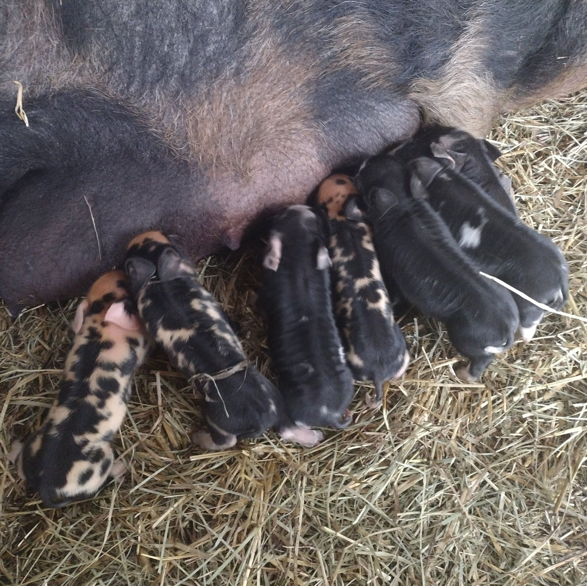 What animal is the best for a small homestead besides chickens?? | Facebook