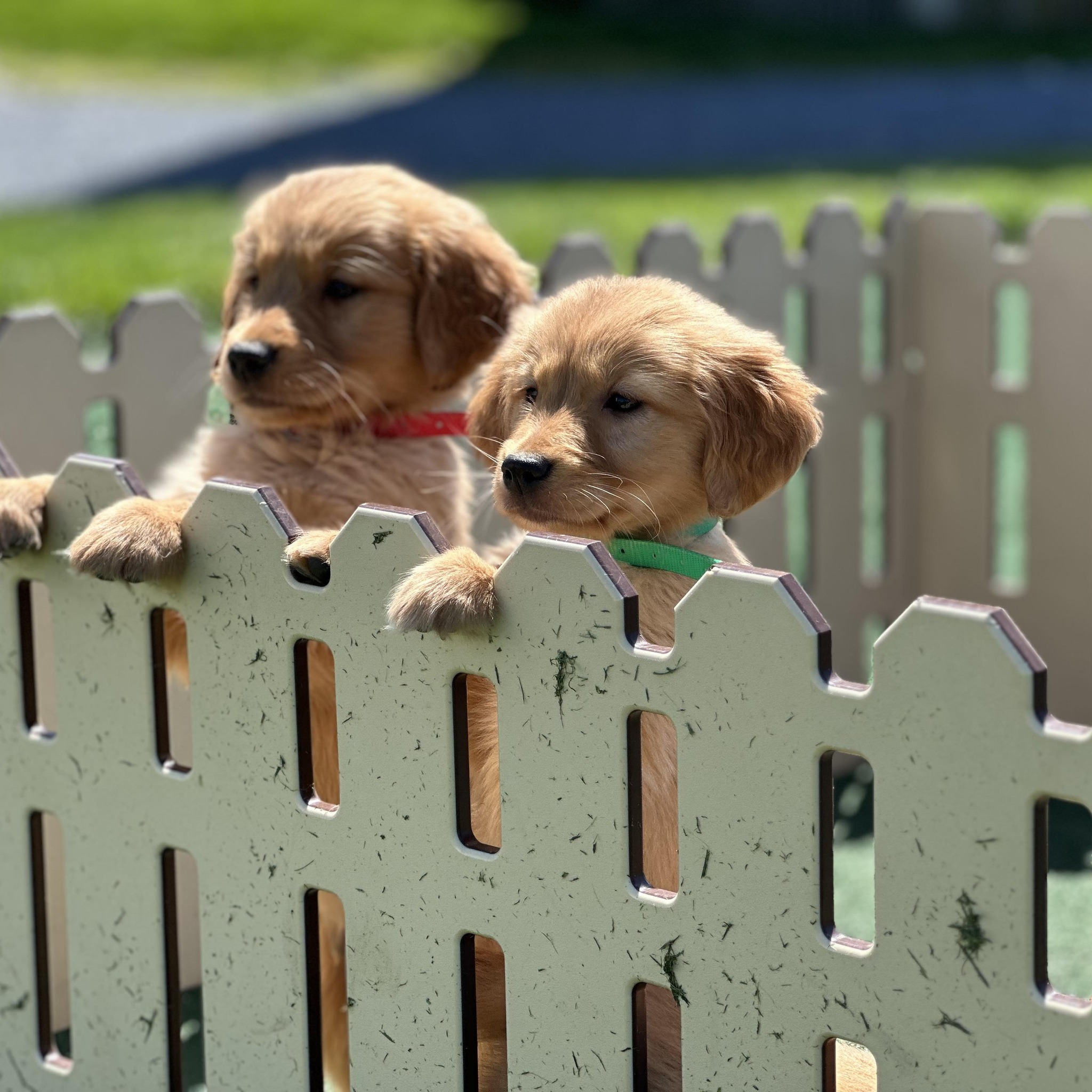 Golden Ridge Homestead | Honey Brook PA