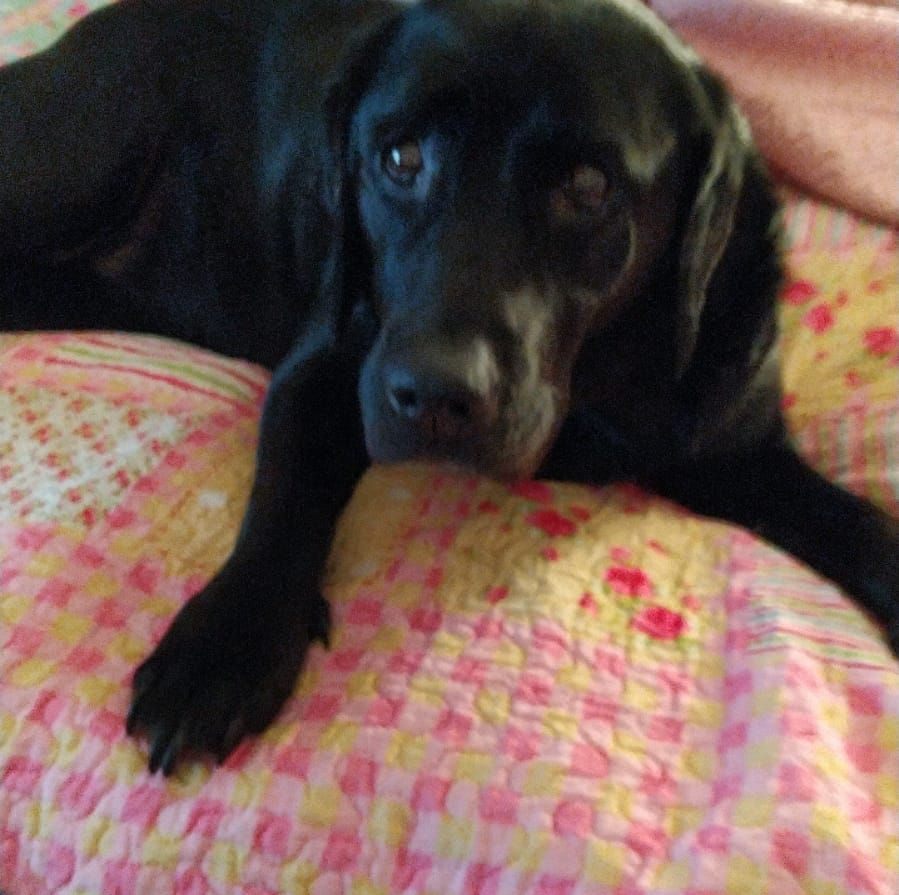 Fresh Water & aquarium fish | Anyone know why my Silver Dollar eye is ...
