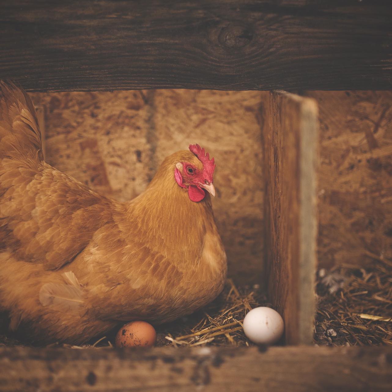The Chick Inn