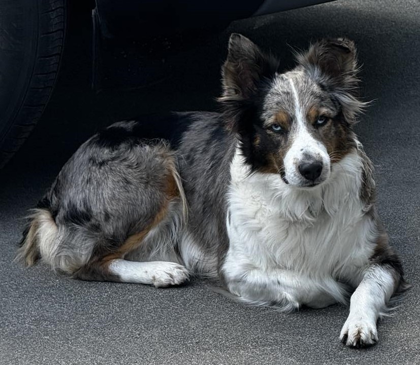 Rockin Rivers Mini Aussie's | Umatilla OR