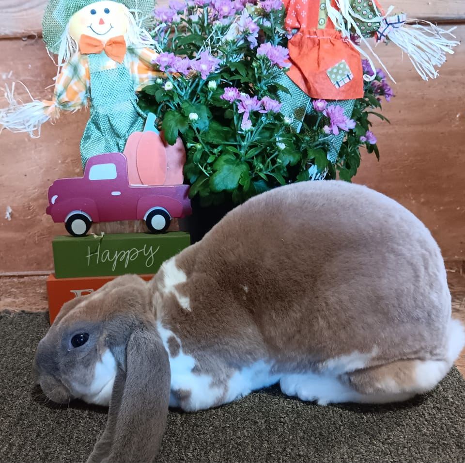 View of Hop A Long Lops