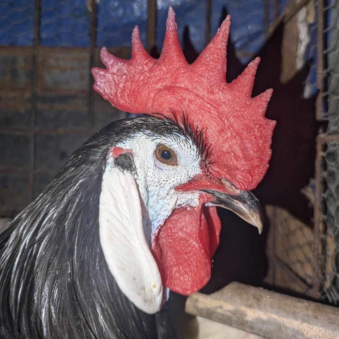 Uova feconde e fertili di gallina Bionda Piemontese