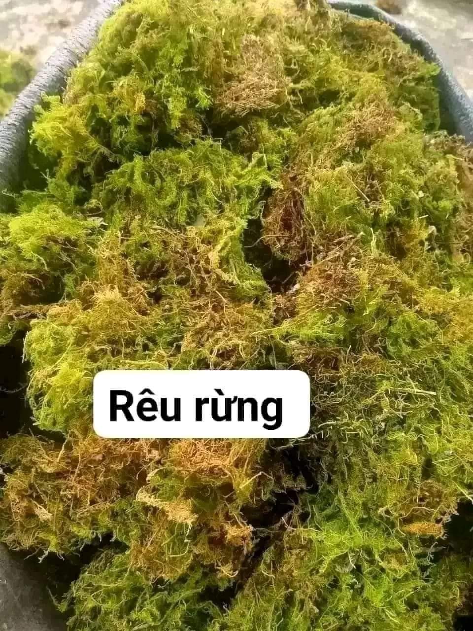 Tổng kho rêu rừng dớn vụn Giá rẻ