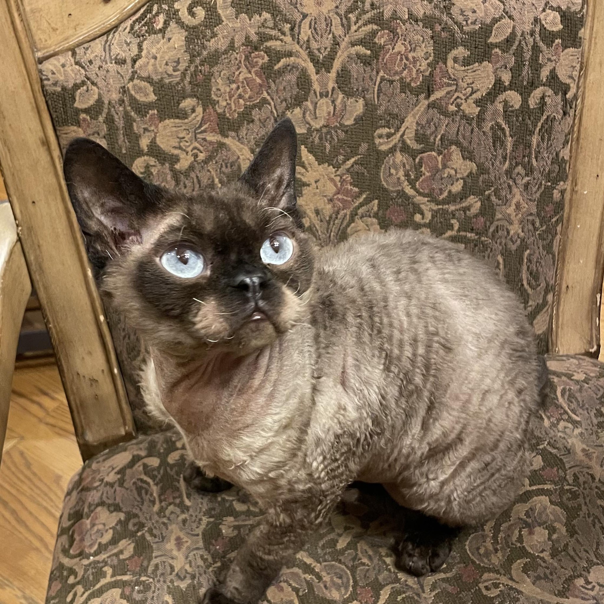 LL’s Midwest Devon Rex | Lincoln NE
