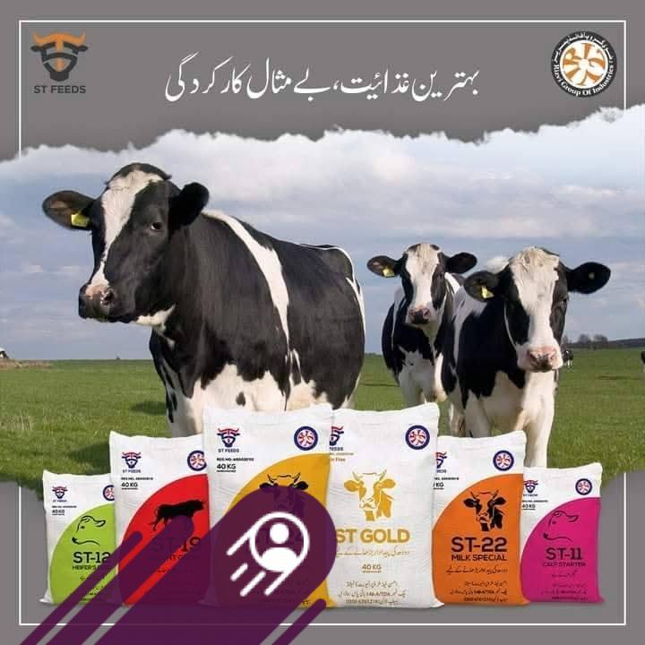 Zain Traders Chowk Azam