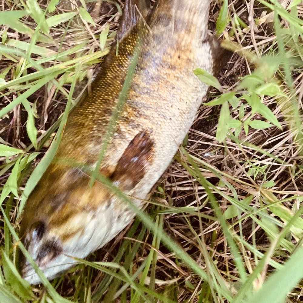 Is this a smallmouth bass? | Facebook