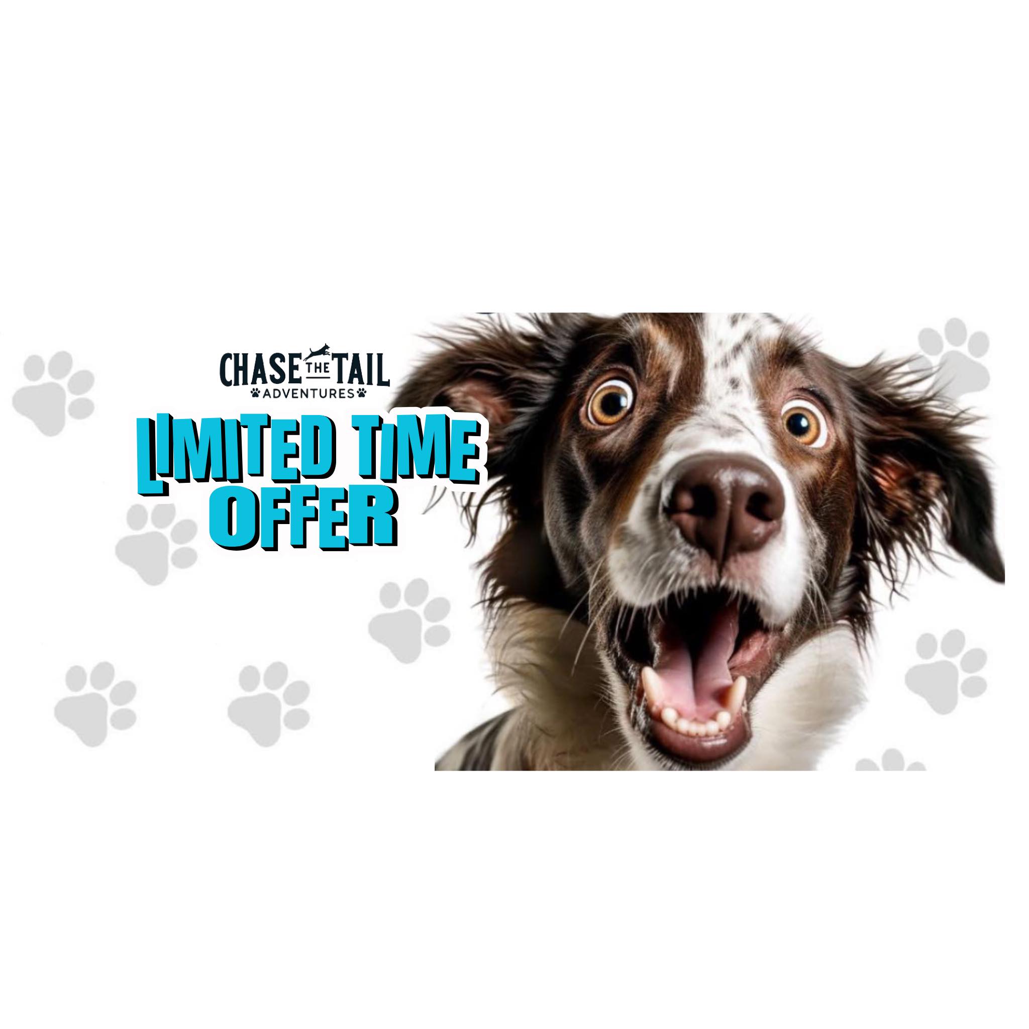 Chase The Tail Adventures