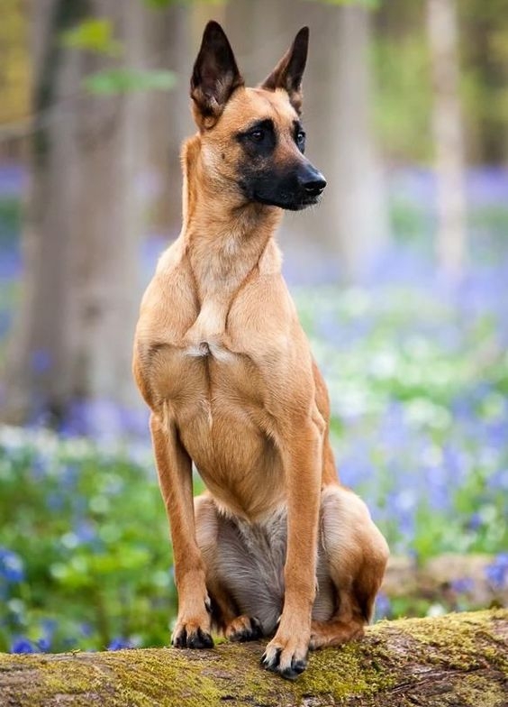 My daily workout routine. 🏋️‍♀️... - Belgian Malinois Lovers | Facebook