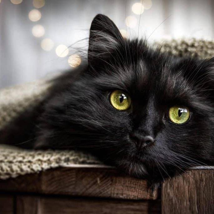 My Mini Panther | Facebook