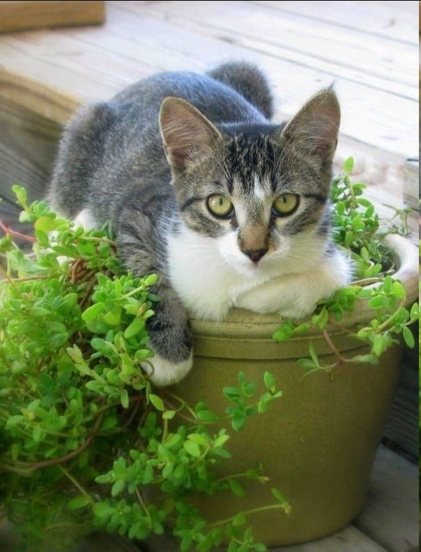 The Cats Meow