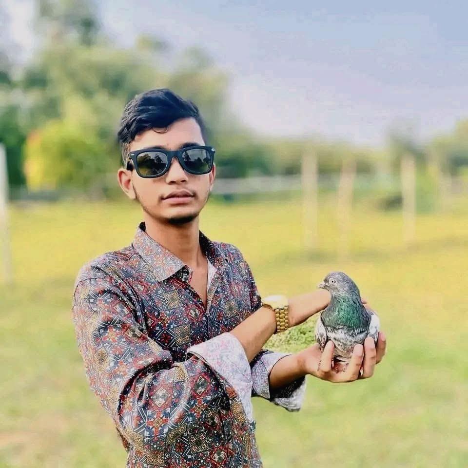 Alamin Raj Pigeon Loft
