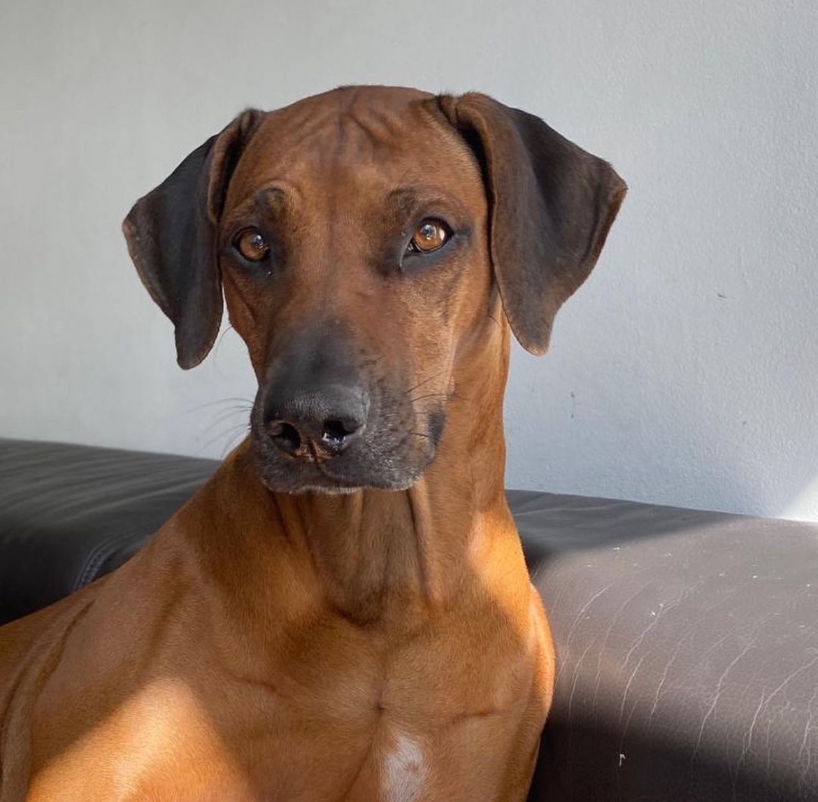 Nomalanga Nakuru Rhodesian Ridgebacks | Osnabrück