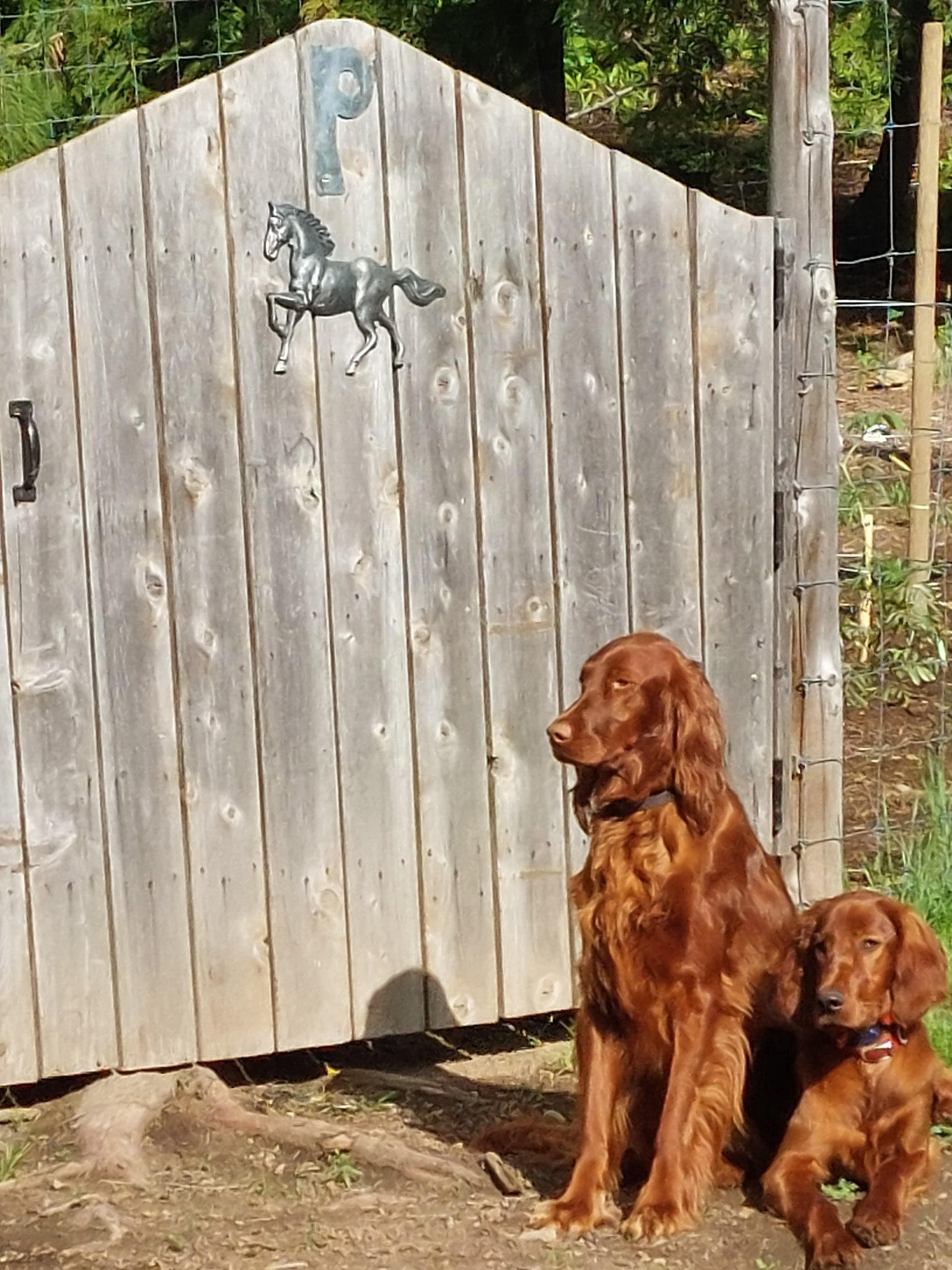 Alpine Dog Boarding LLC