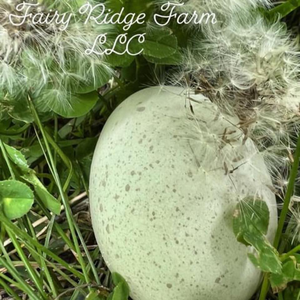 Blue Eggs , Breeds that lay blue and Blue Eggers | Is it normal for the ...
