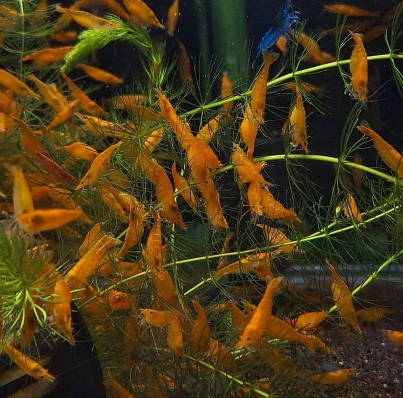 蓁藝觀賞魚批發