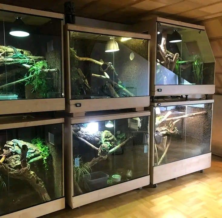 Green Tree Monitors