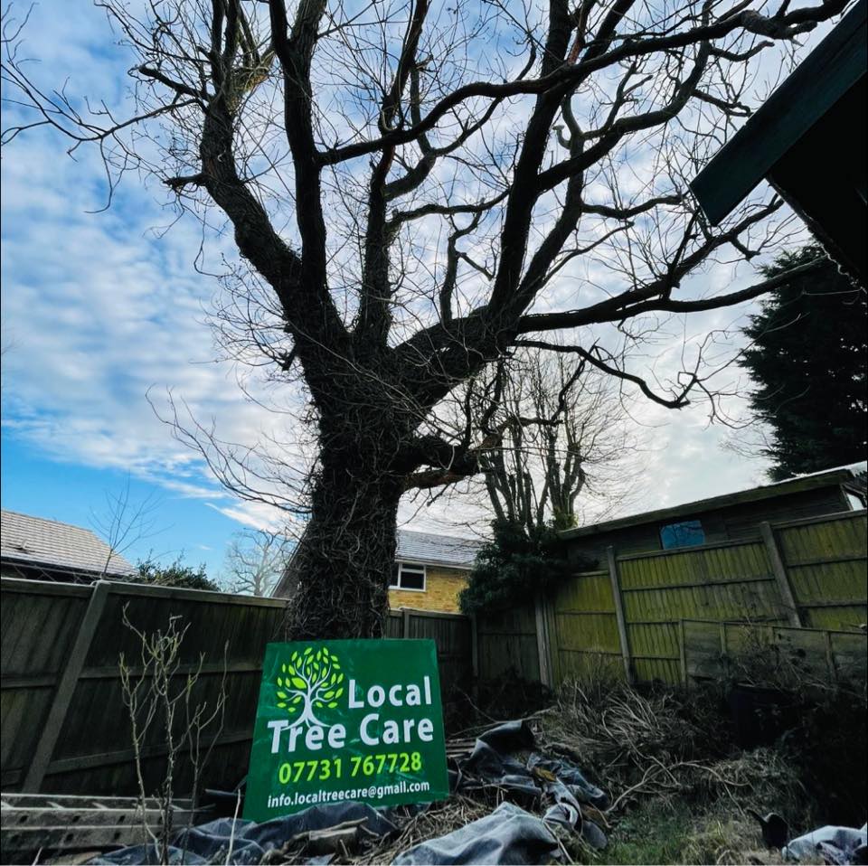 Local tree care